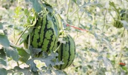 网红大瓜在哪找,揭秘热门事件背后的秘密聚集地